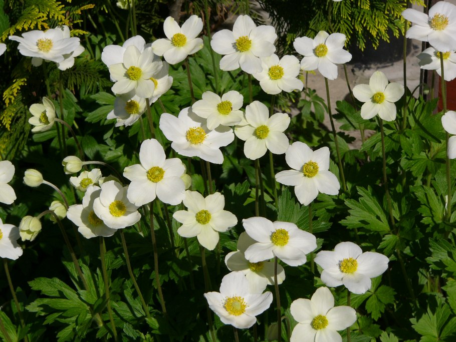 Анемона Дубравная Anemone Sylvestris