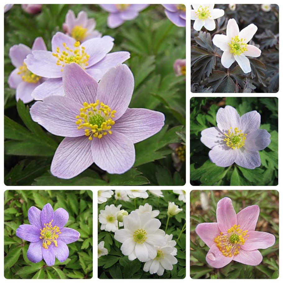 Ветреница нарциссоцветковая