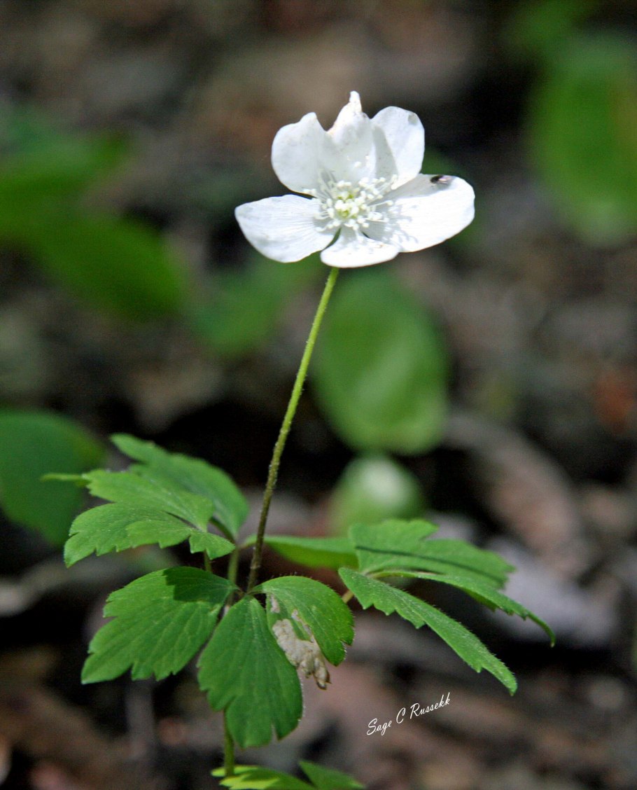 Е́треница лес-ная (Anemone Sylvestris)