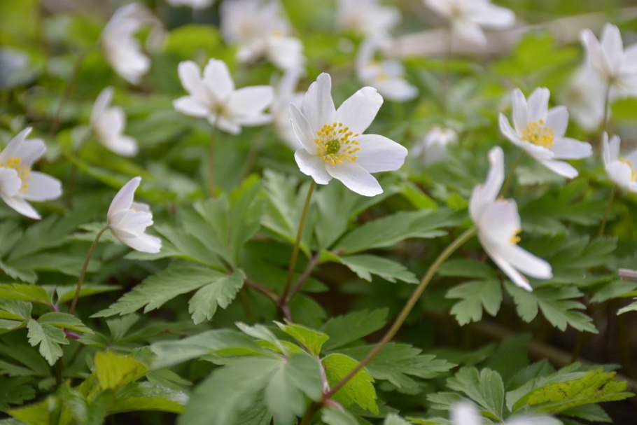 Ветреница Лесная (Anemóne Sylvéstris)