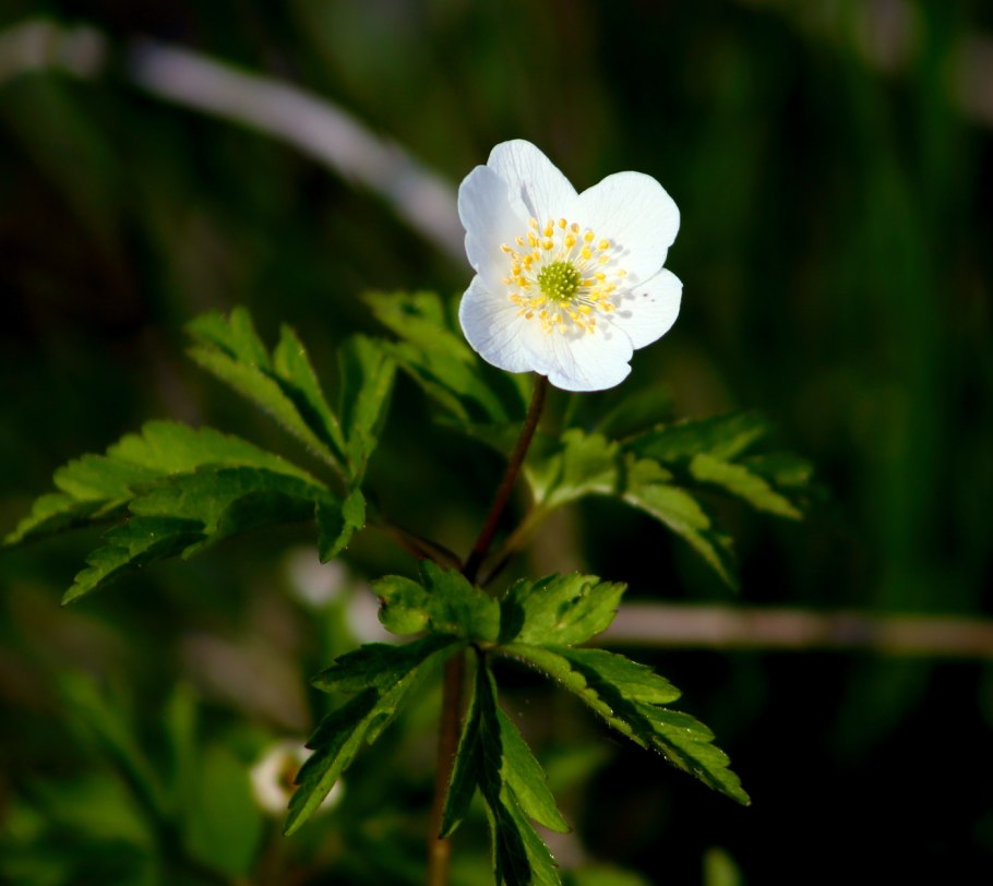 Ветреница лесная anemone sylvestris