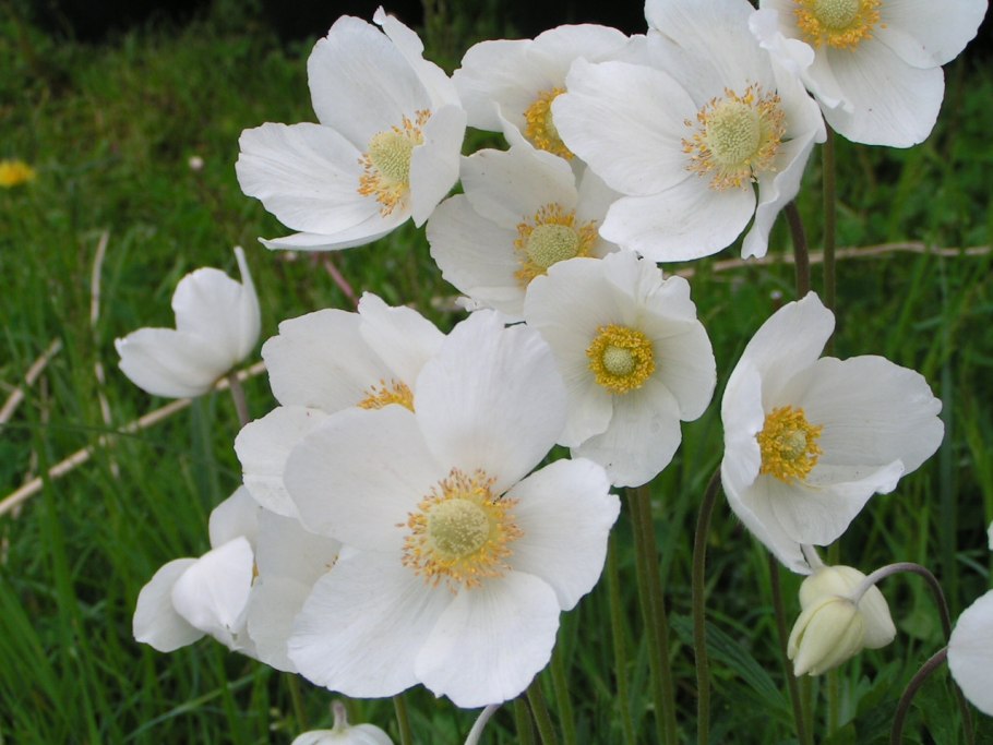 Анемона Дубравная Anemone Sylvestris