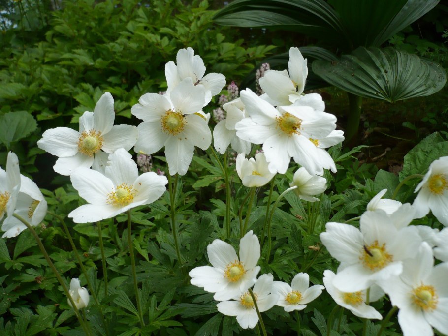 Анемона Лесная Anemone Sylvestris