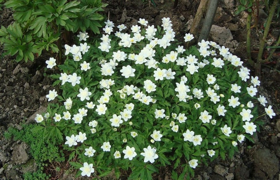 Ветреница Лесная (Anemone Sylvestris)