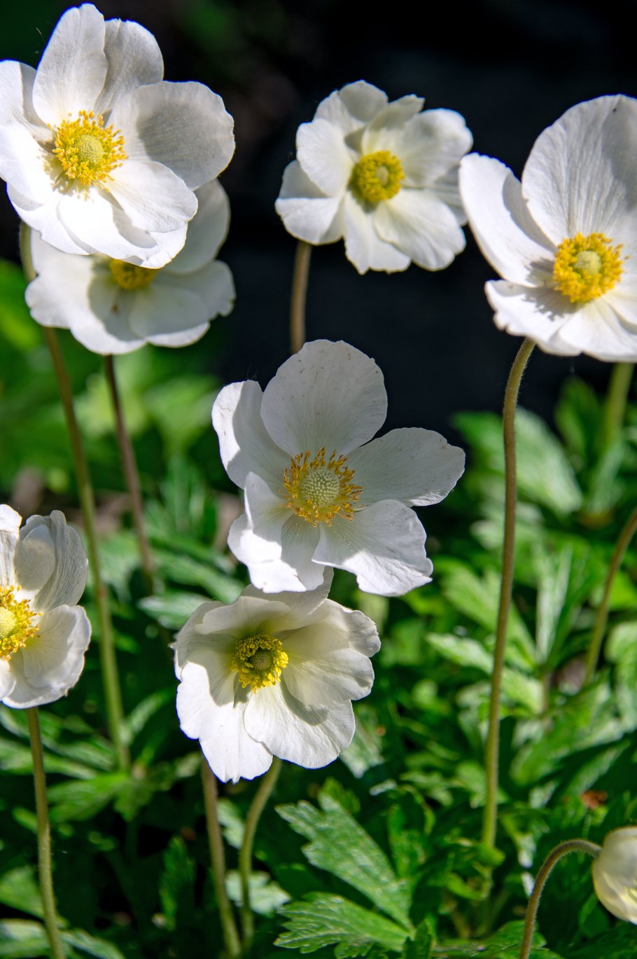 Ветреница Удинская — Anemone Udensis