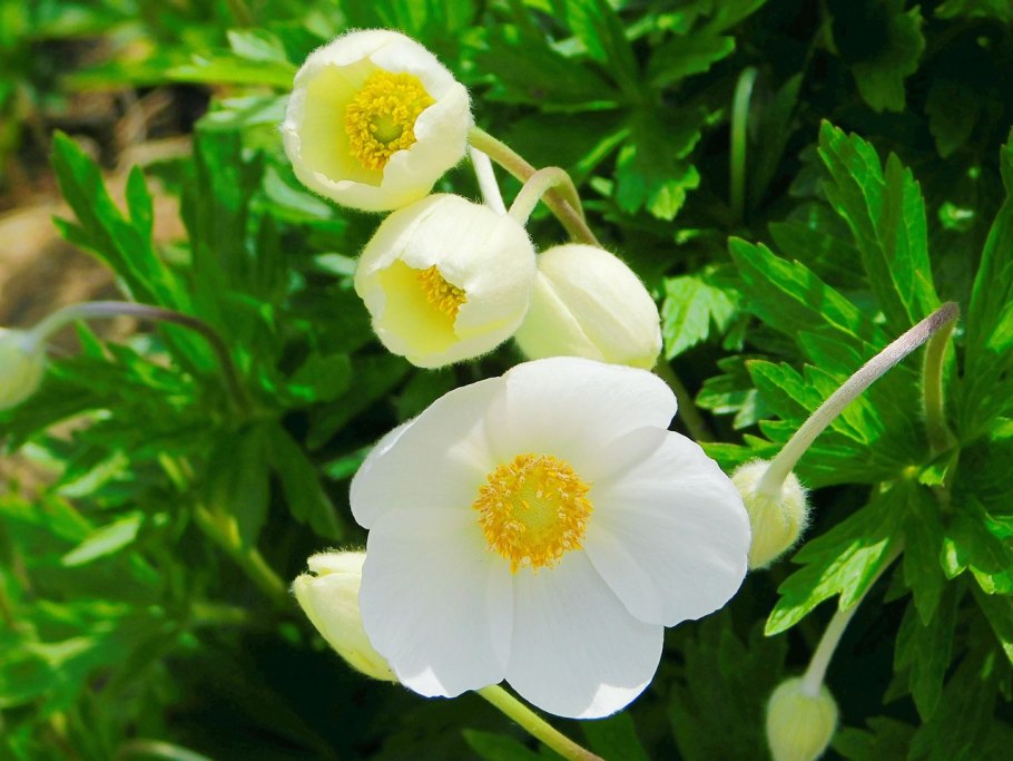 Ветреница Дубравная