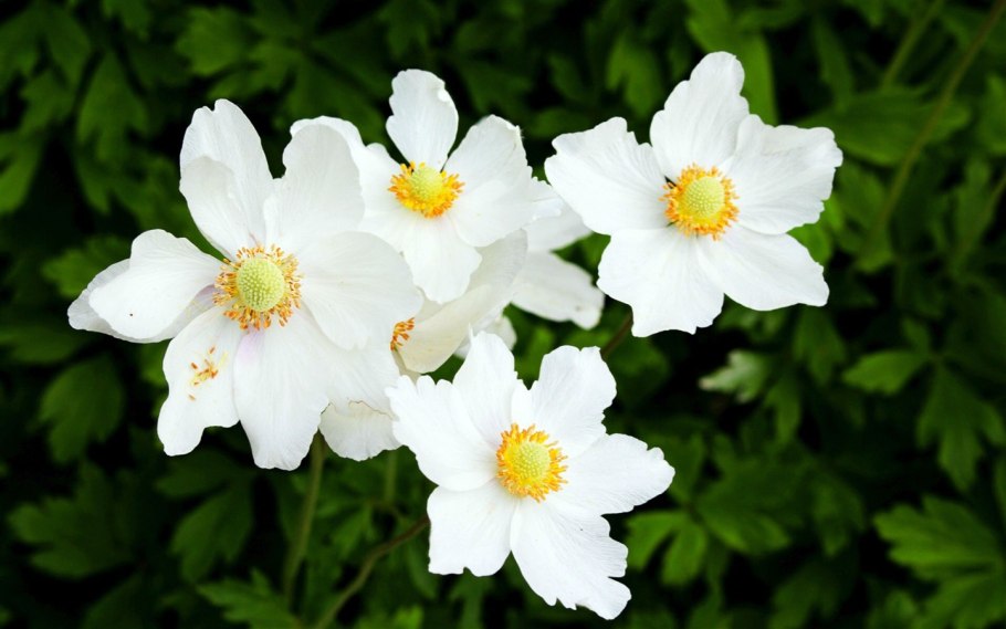 Е́треница лес-ная (Anemone Sylvestris)