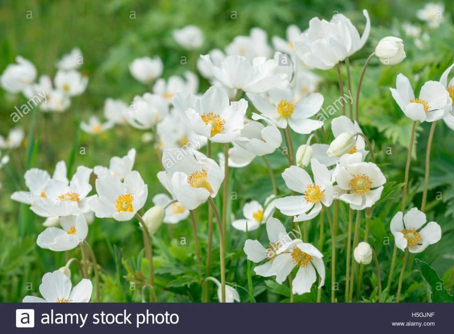 Анемон, ветреница (Anemone)