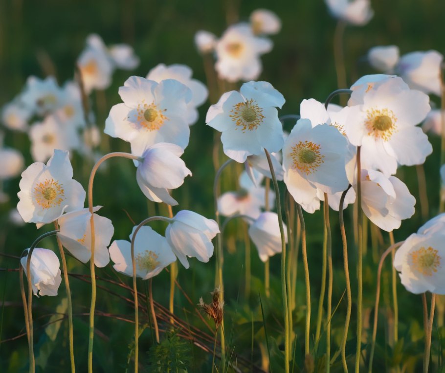 Ветреница Лесная (Anemone Sylvestris)