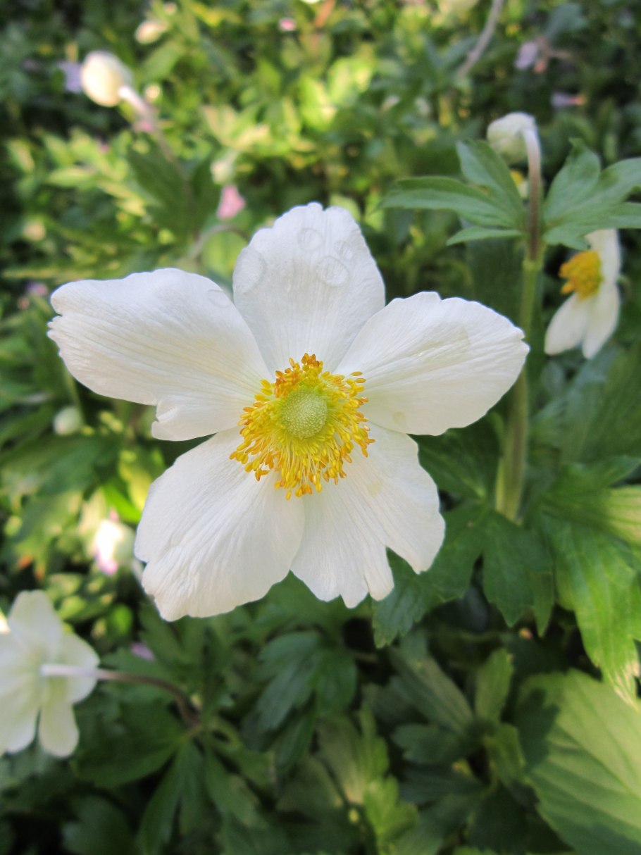 Ветреница Дубравная анемоны