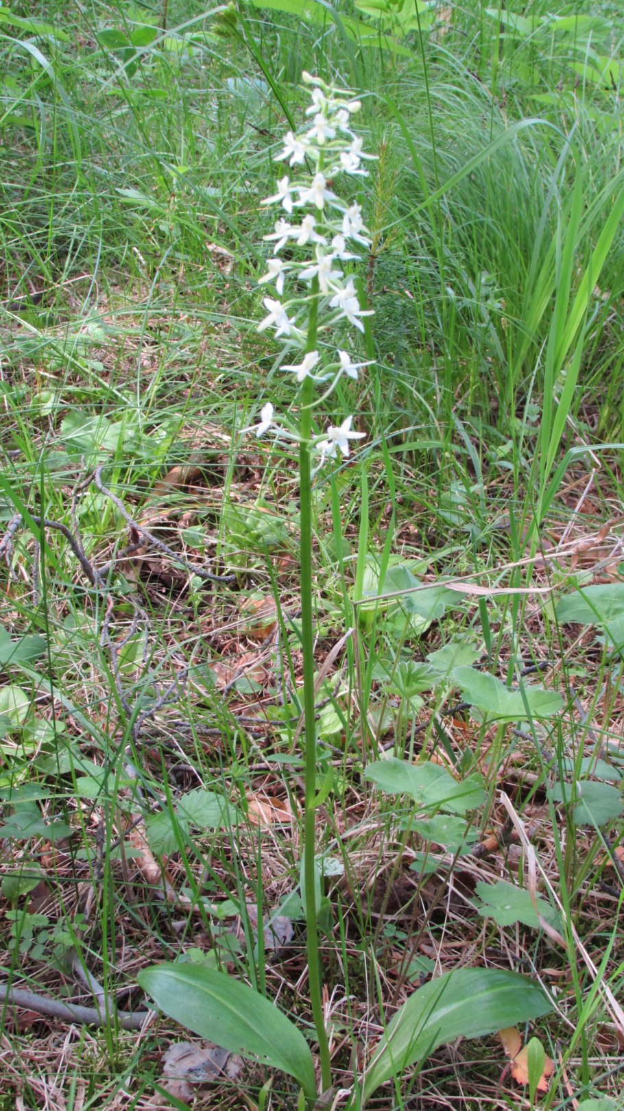Любка двулистная - Platanthera bifolia (l.) Rich.