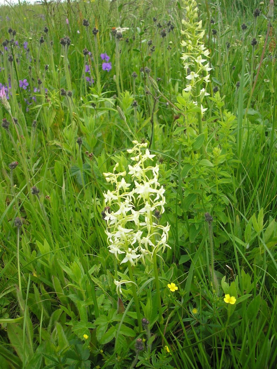 Западная Степная Орхидея