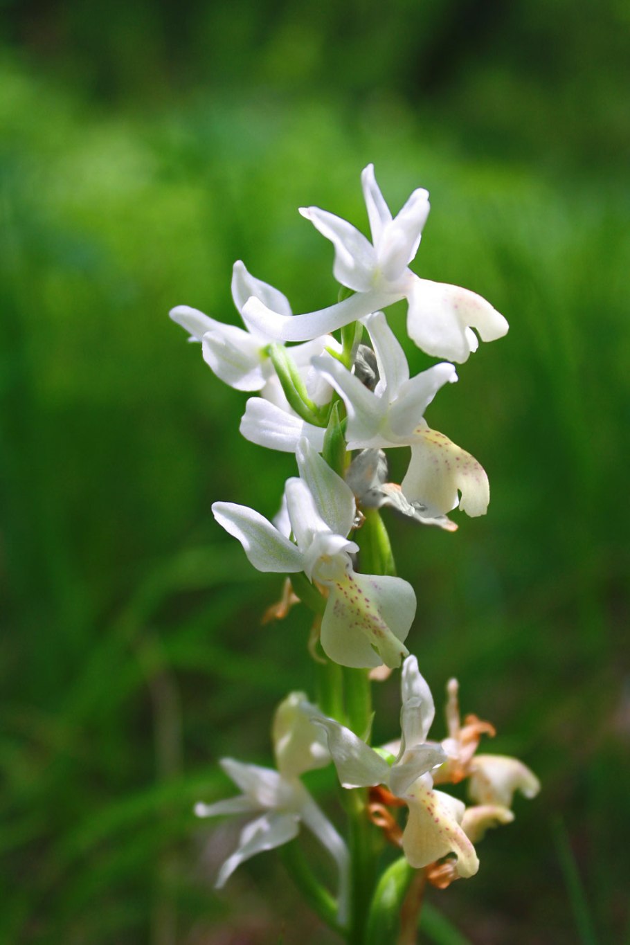 Орхидея Лесная Любка зеленоцветковая