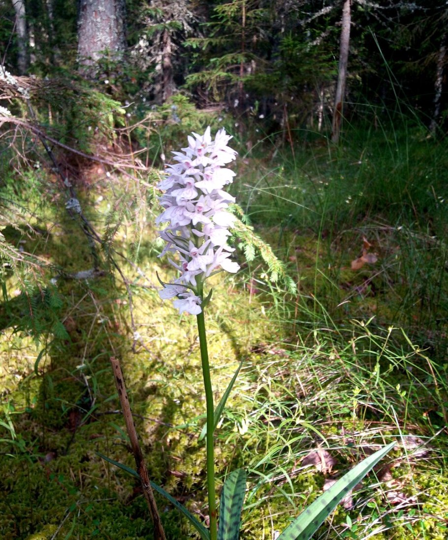 Любка двулистная ночная фиалка