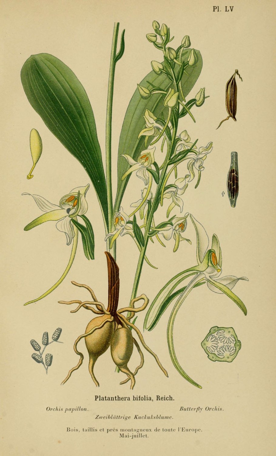 Platanthera tipuloides