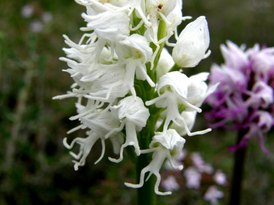 Любка ятрышник