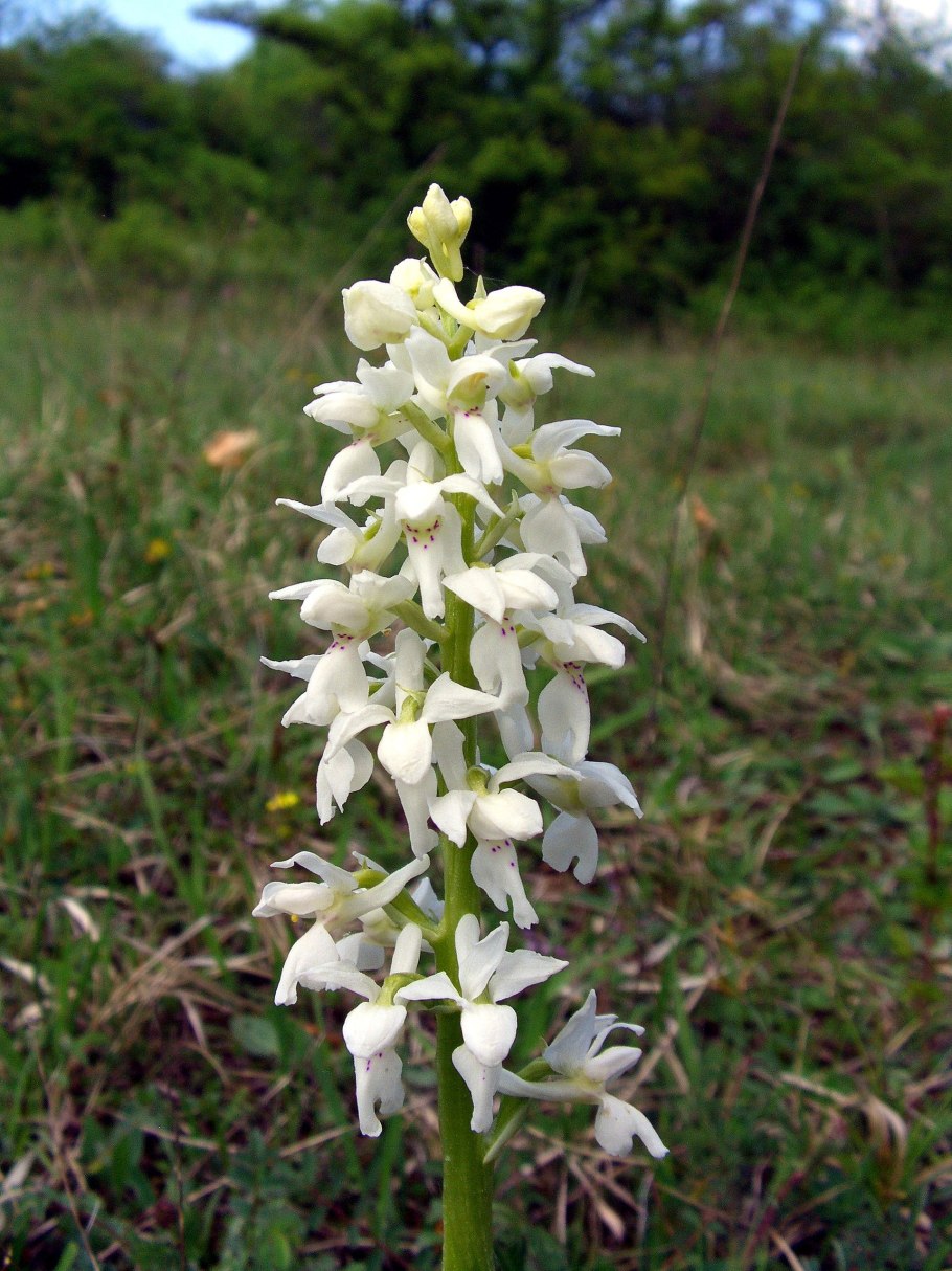 Любка двулистная (Platanthera bifolia)