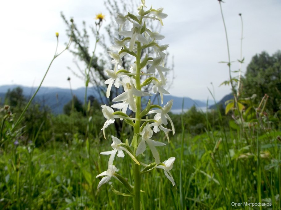 Platanthera bifolia