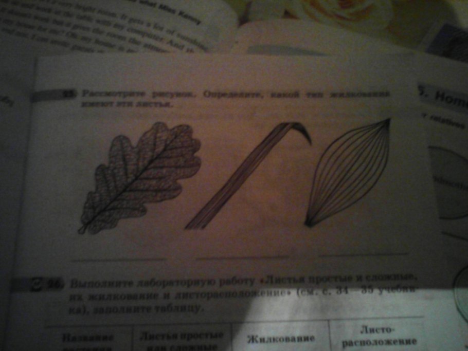 Жилкование листа задание