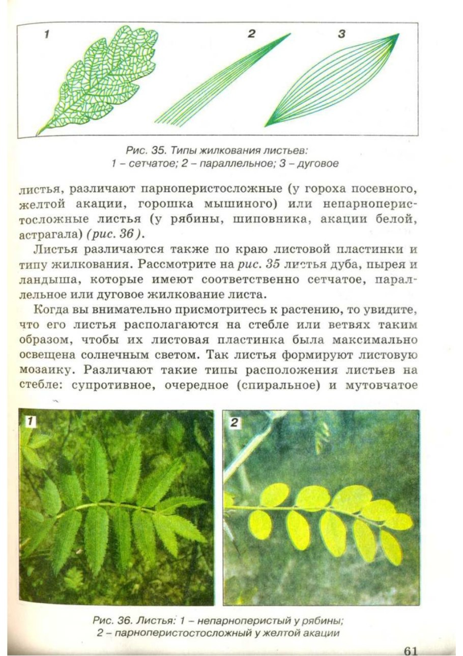 Лист кукурузы жилкование