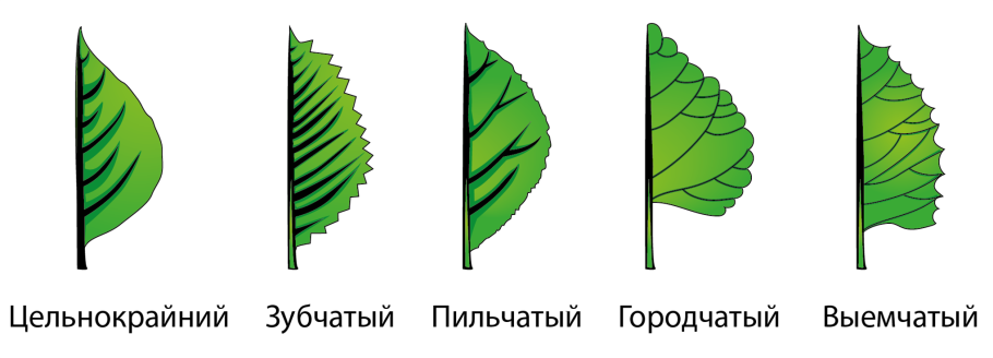 Дуговидное жилкование листа