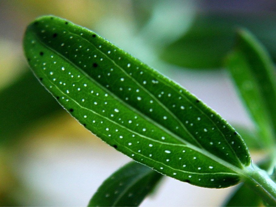 The Green leaves of Summer