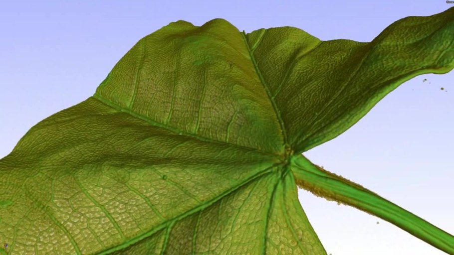 Ficus religiosa листья