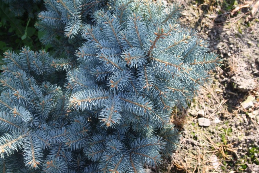 Ель Глаука голубая Живая