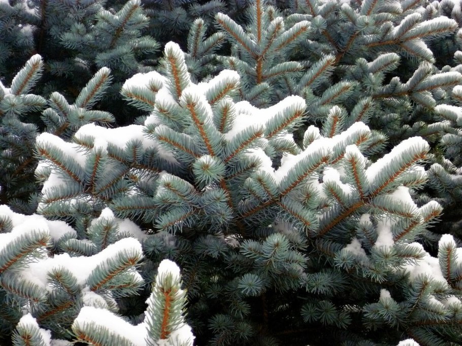 Ель колючая Picea pungens