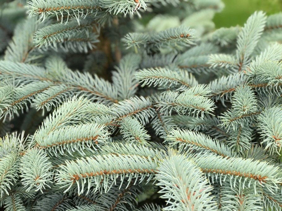 Ель колючая Глаука Picea pungens