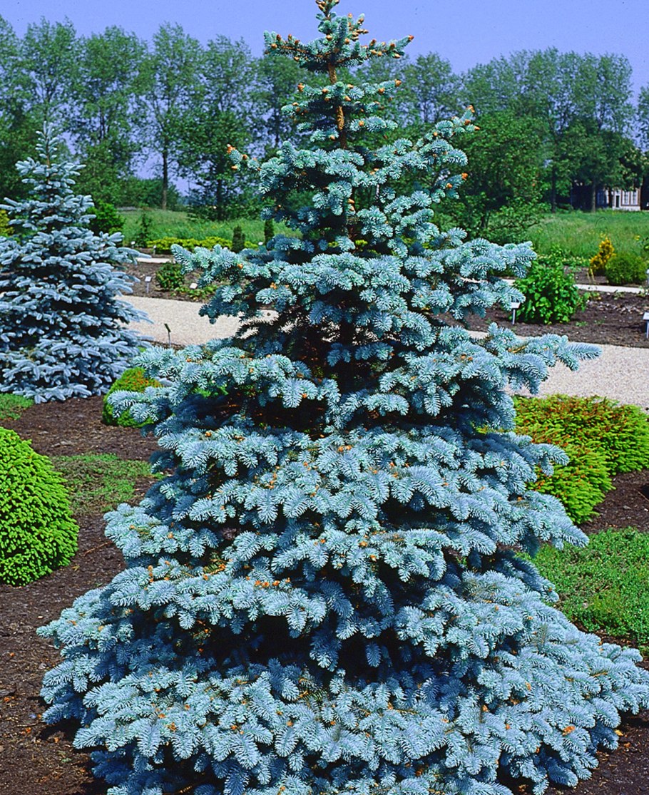 Ель колючая Hoopsii