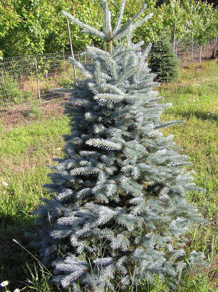 Ель колючая Hoopsii