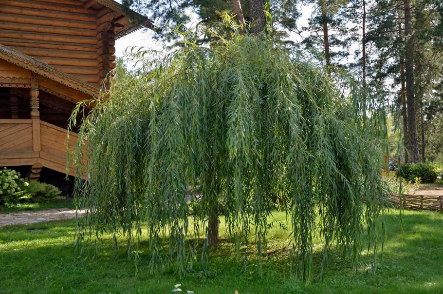 Береза штамбовая плакучая