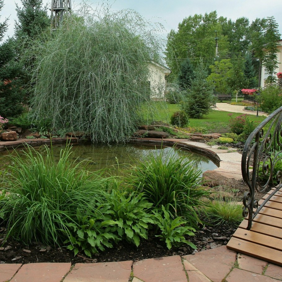 Ива гибридная Плакучий Гном