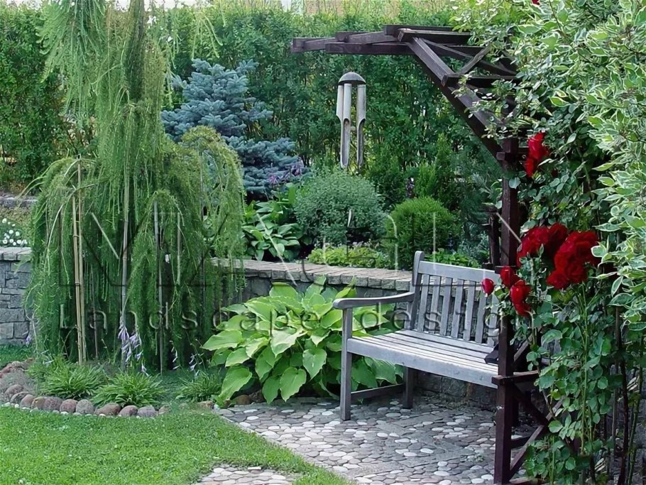 Ива плакучая для живой изгороди