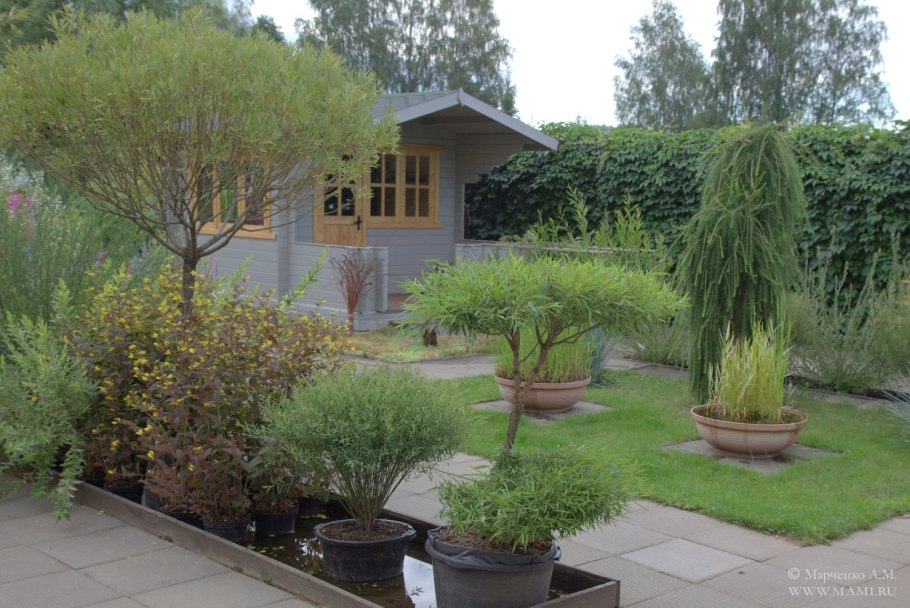 Береза повислая Юнги