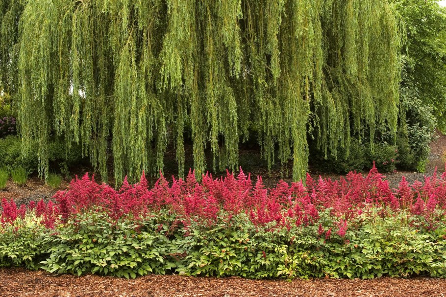 Верба Ива ветла