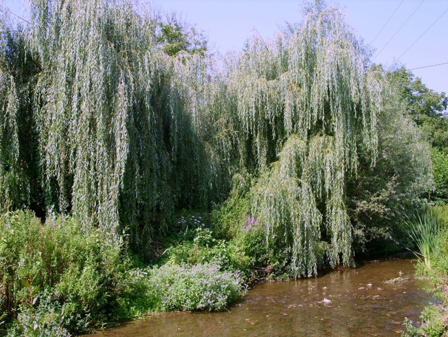 Лиственница европейская Пендула