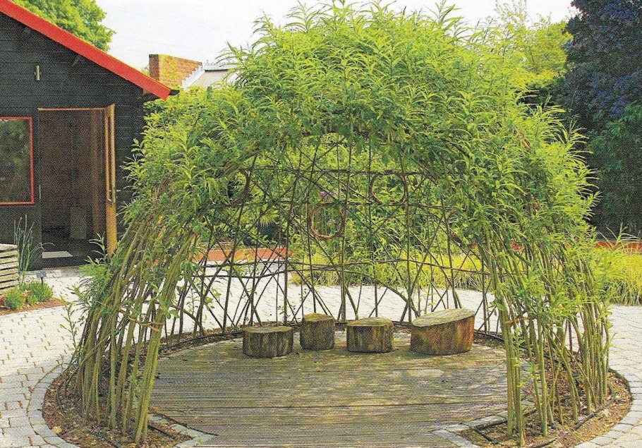 Ива Извилистая плакучая