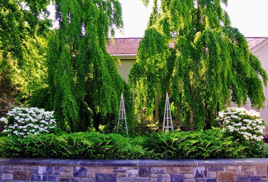 Живые ивовые изгороди