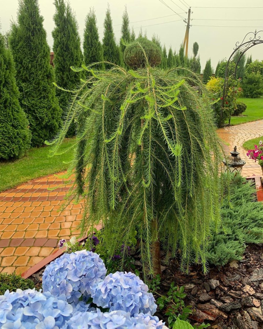 Ива плакучая карликовая