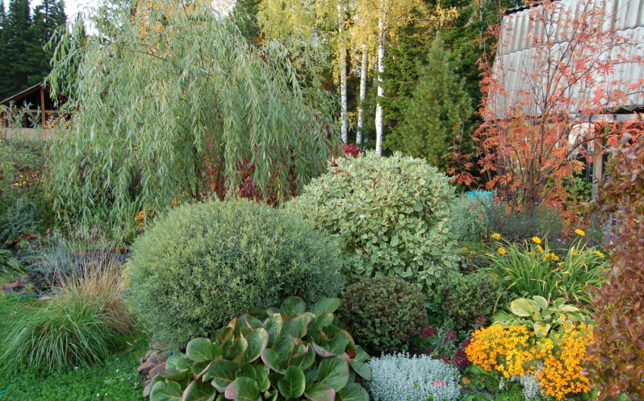 Ива японская Хакуро нишики