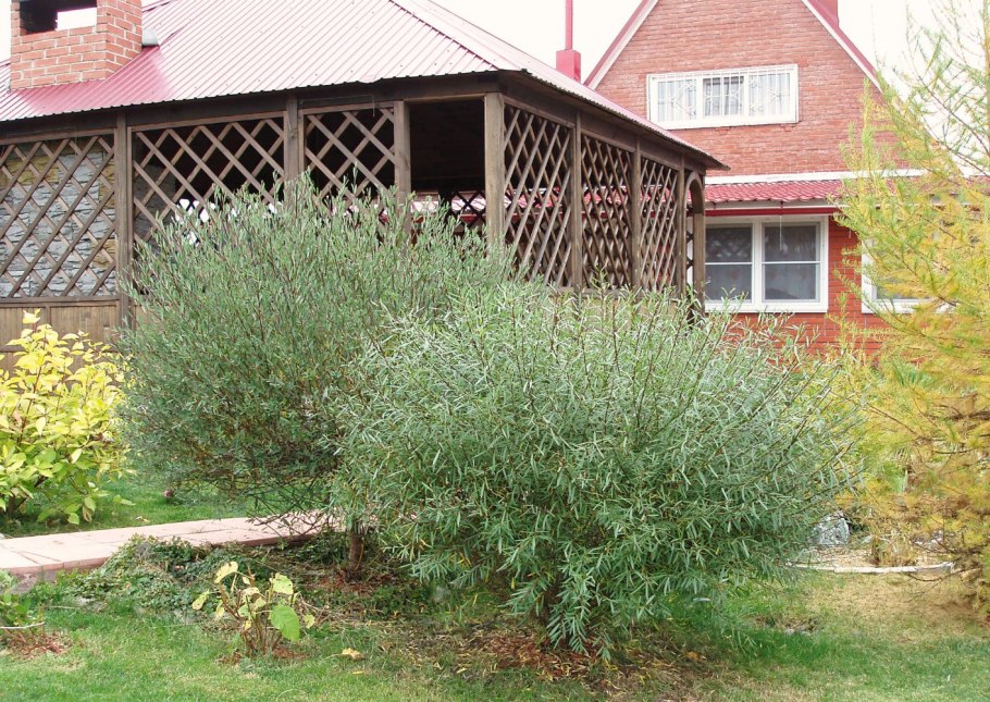 Ива Пендула плакучая