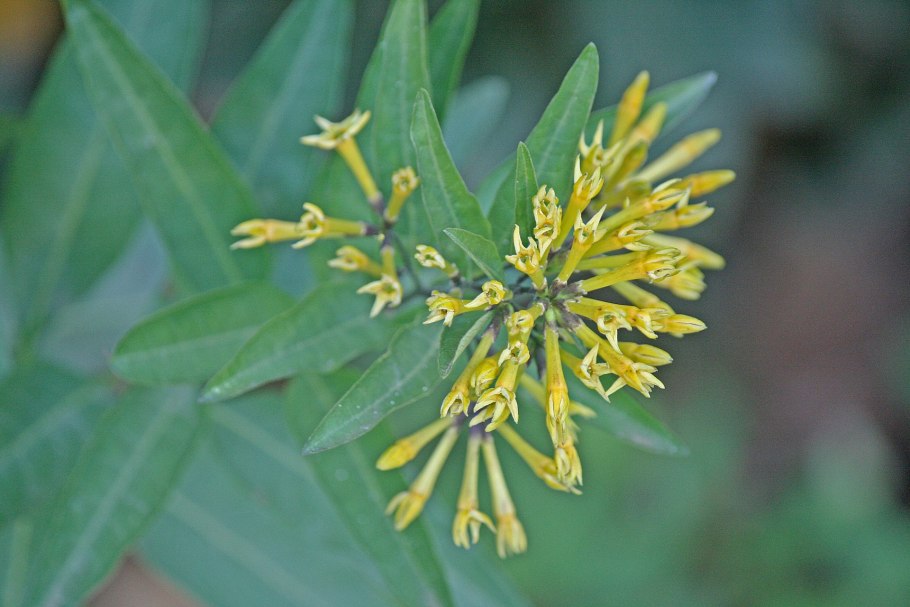 Сурепка пряморогая