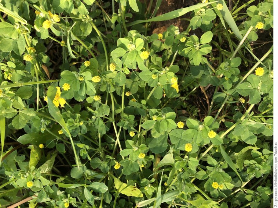 Лютик и чистотел