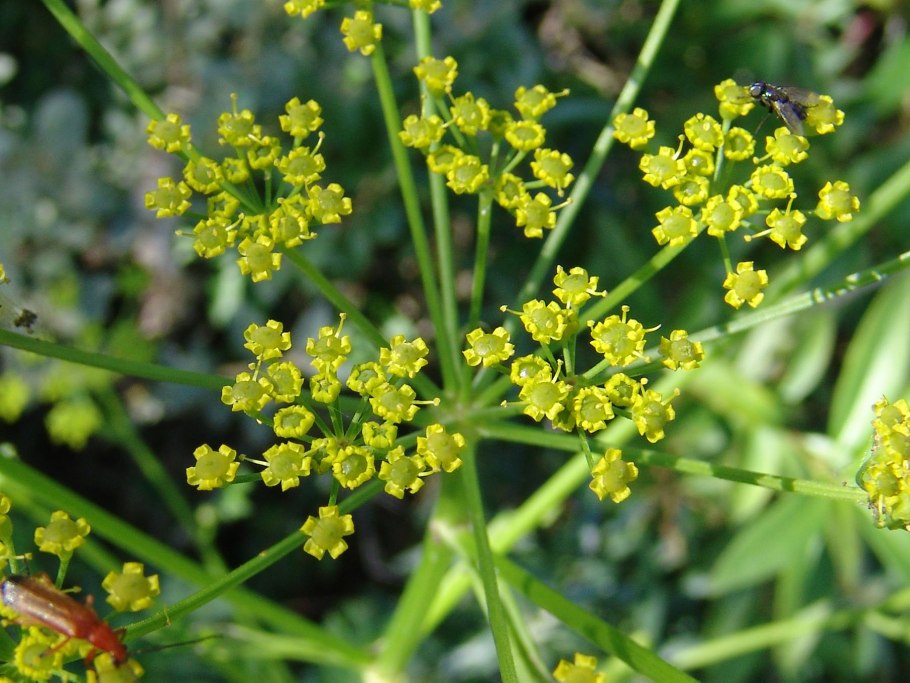 Клевер желтый ползучий