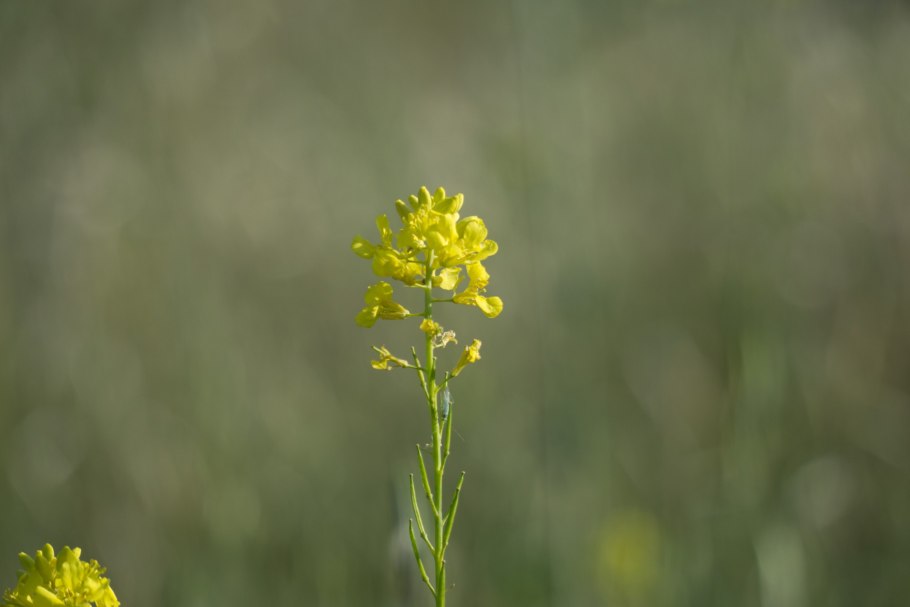 Золотарник Жозефина