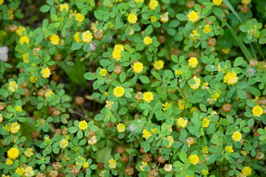 Медоносы рапс горчица