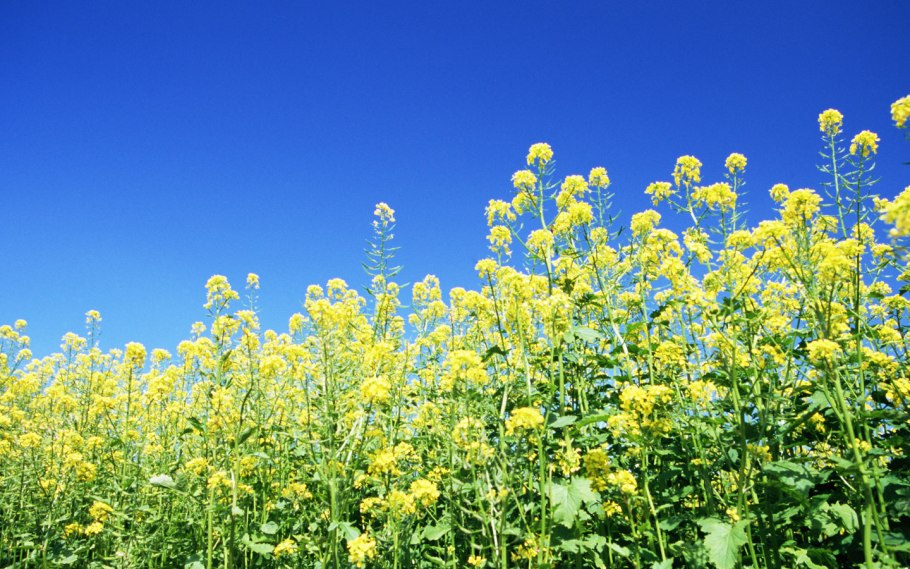 Желтые сорные цветы