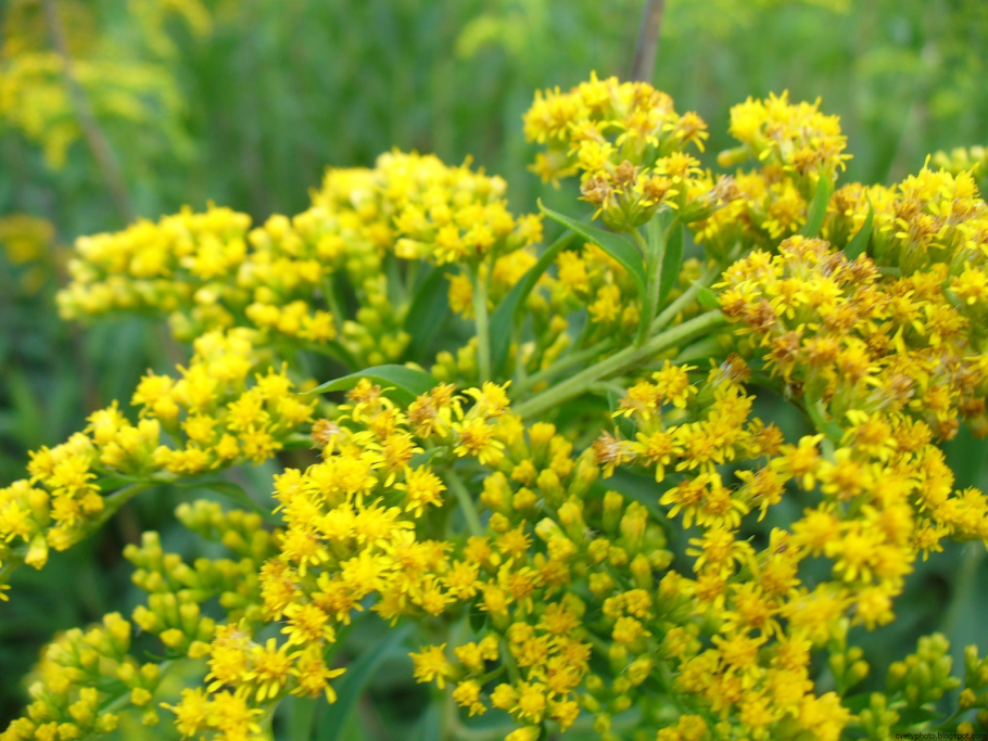 Желтые цветы дикоросы